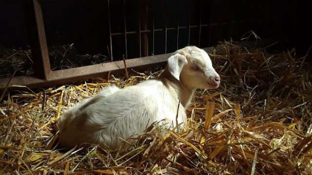 Rivers Edge Goat Dairy