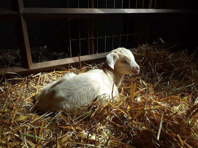 Rivers Edge Goat Dairy