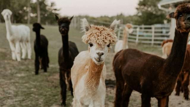 A group of Alpacas in a field